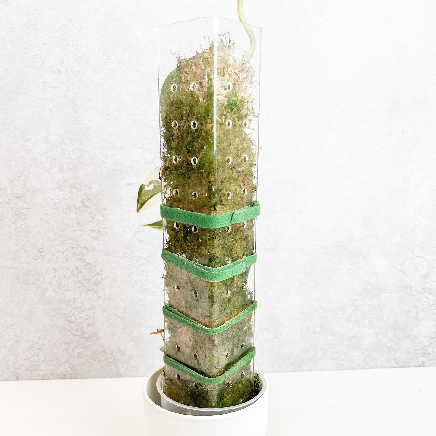 Premium Acrylic Moss Poles | House Plant Support, Plant Stake, Plant Accessories, Slo Plants, Gift Ideas for Plant Lovers, Monstera Poles